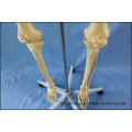 170cm Life Size Human Skeleton Medical Teaching Anatomy Model